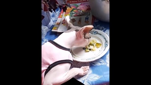 Про Сфинксов. Кошки - Горячие, Лечебные, Нежные, но на любителя смотреть онлайн