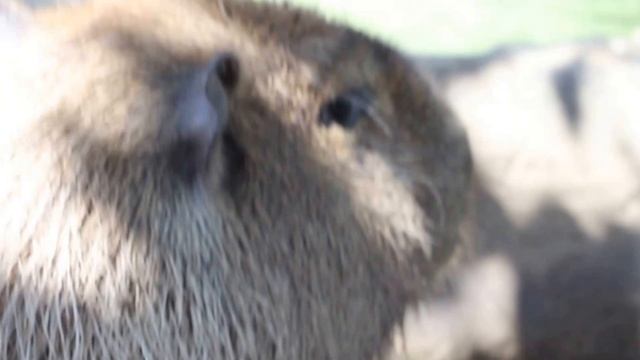 Калибара смотреть онлайн