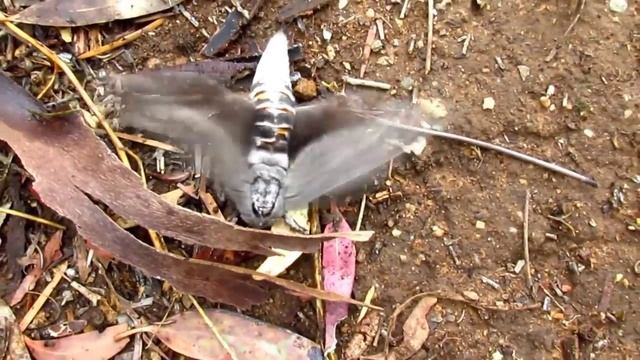 Convolvulus Hawk-moth, Agrius convolvuli смотреть онлайн