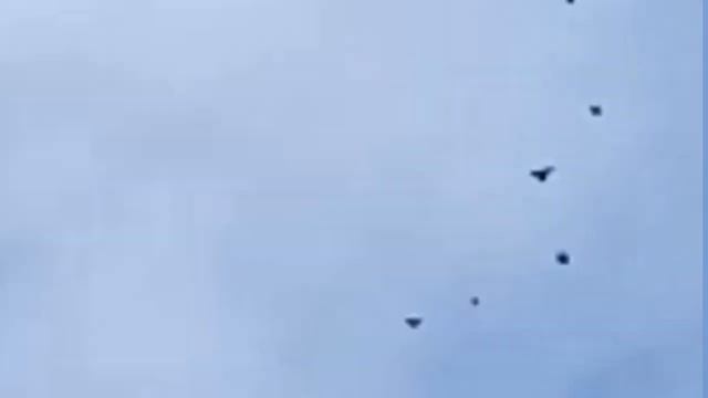 " ГОЛУБИ - АЛЕКСЕЯ ШАФОРОСТОВА " ЦЕЛИНА РОСТОВСКАЯ ОБЛ. 4.02.2021.Г. смотреть онлайн