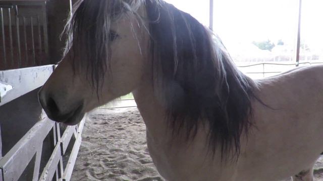 Copy of Ironwood Lordalen White Fjord stallion смотреть онлайн