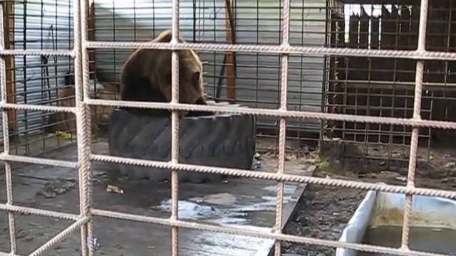 Мастер-класс от Медвежонка: Как быстро есть сгущенку. смотреть онлайн