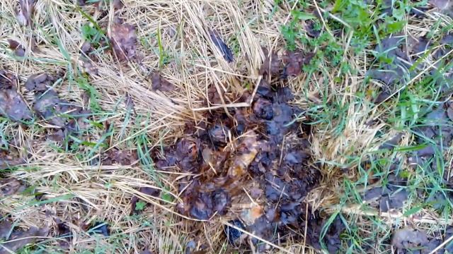 Сохраняем старые сорта яблок из заброшенного колхозного сада. Наливное, память воину, сердцевидное. смотреть онлайн