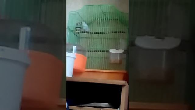 как поёт самец забровой амадины смотреть онлайн