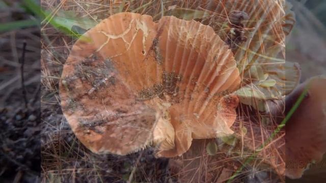 Lactarius rugatus Kühner & Romagn смотреть онлайн