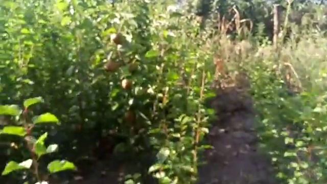 Японская груша сорт раннезимний Хосуи смотреть онлайн