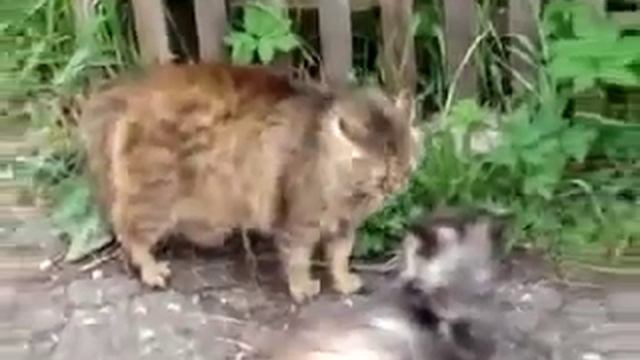 #Коты дерутся за самку! #Животные разборки! смотреть онлайн