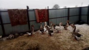 Формируем семья белых Холмогорских гусей