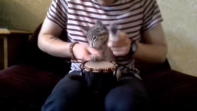 Кот и джамбе смотреть онлайн