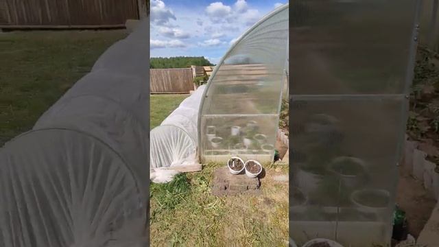 Дачная жизнь! #дача #сезон2023 #огородныедела смотреть онлайн