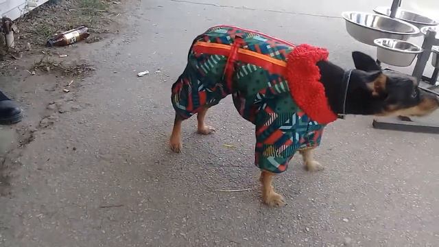 Шью одежду для собак смотреть онлайн