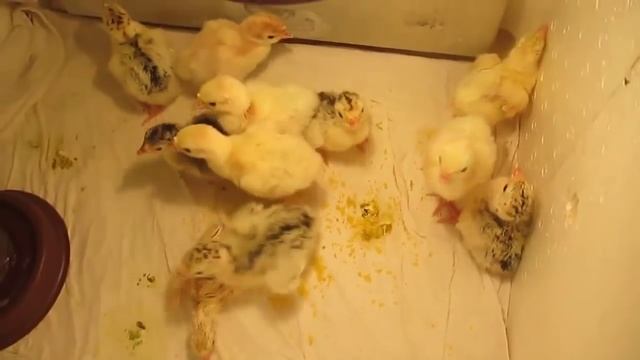 Индюшата/ Выращивание индюков в домашних условиях смотреть онлайн
