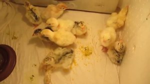 Индюшата/ Выращивание индюков в домашних условиях