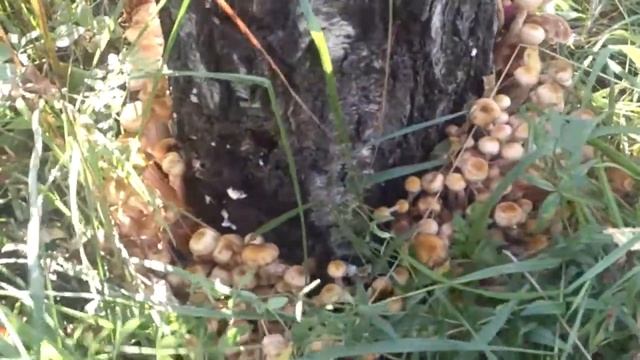 Опята.Мегапень! смотреть онлайн