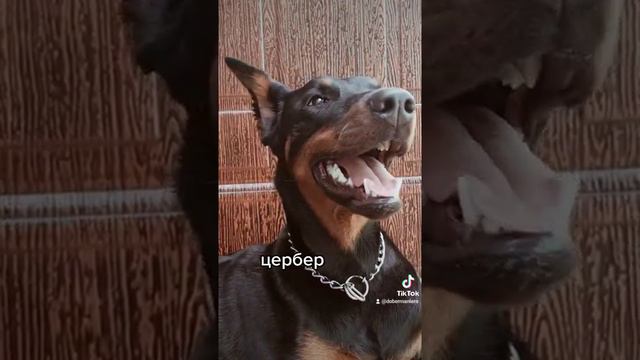 МЕМЫ С СОБАКОЙ 🐻🐻🐻 смотреть онлайн