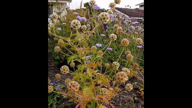 ДИДИСКУС  (DIDISCUS)  сем. Зонтичные