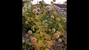 ДИДИСКУС  (DIDISCUS)  сем. Зонтичные