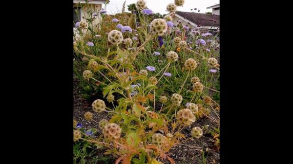 ДИДИСКУС (DIDISCUS) сем. Зонтичные