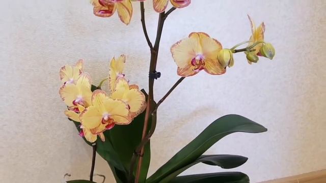 ШИКАРНОЕ цветение ОРХИДЕИ без ИМЕНИ ОБИЛЬНОЕ ПЫШНОЕ ОРХИДЕЯ orchid orchids смотреть онлайн