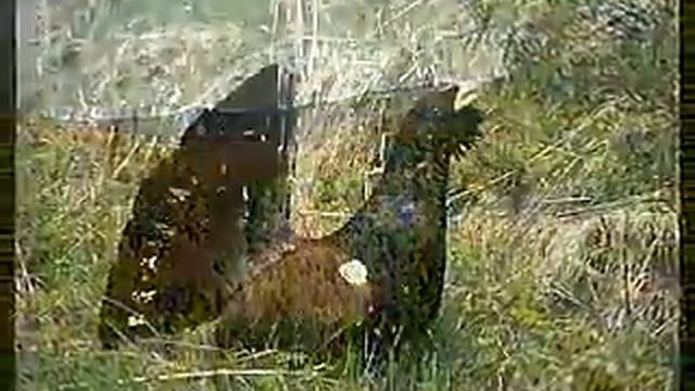 ПО ДИКИМ СТЕПЯМ ЗАБАЙКАЛЬЯ... - Влад НЕЖНЫЙ смотреть онлайн