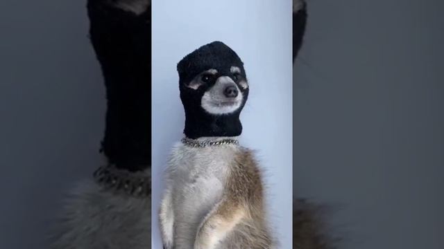 Видео,приколы,юмор,смех смотреть онлайн