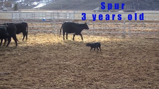 Cow Dogs Josie and Spur смотреть онлайн