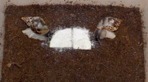 Улитки ахатины - размножение #3. Как вырастить большую улитку ахатину. Ошибки в разведении улиток