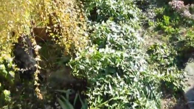 Фруктовые деревья в нашем саду / Fruit trees in our garden смотреть онлайн