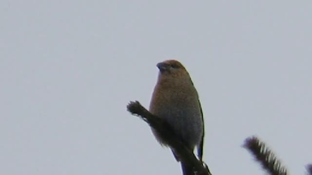 Птица щур на елке смотреть онлайн