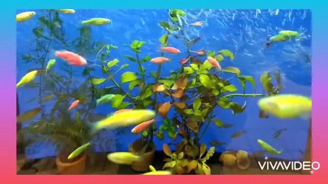 Аквариум Рыбки данио разноцветные Релакс под музыку??? смотреть онлайн