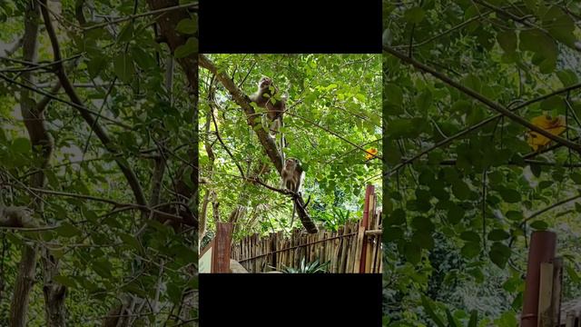 Мартышки на Краби