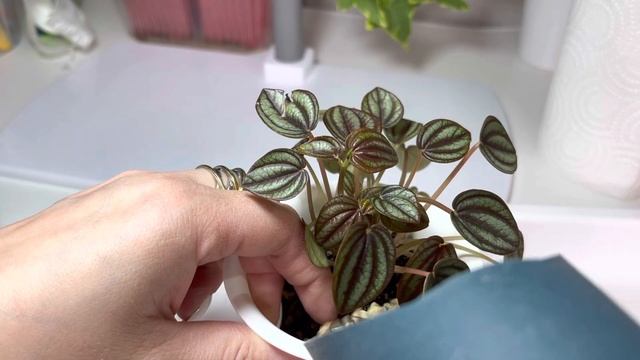 9.05.23 Пеперомия Пикколо Банда на фитиль ? смотреть онлайн