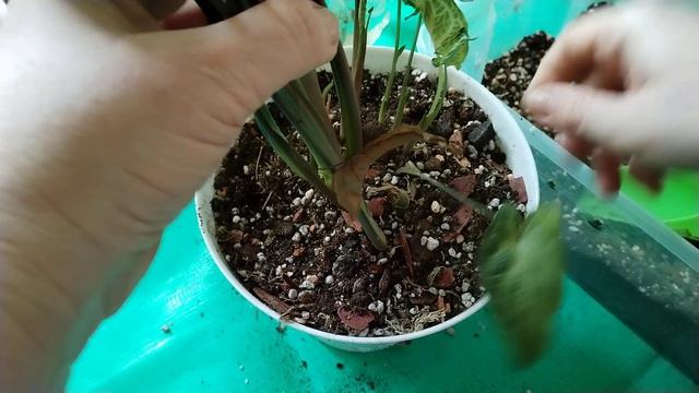 Пересаживаю Сингониумы. смотреть онлайн