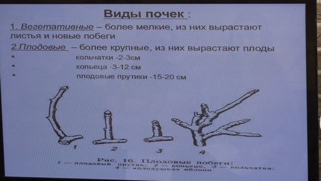 1ч. "Обрезка плодовых деревьев", Моснегуту Игорь смотреть онлайн