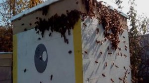 Средство от пчел