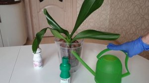 Фитоспорин для орхидей | Секреты эффективного использования препарата