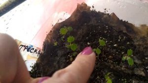 Гибрид «Искушение» клубника на которой 20 цветоносов и 1,5 кг.ягод с куста. как вырастить из семян