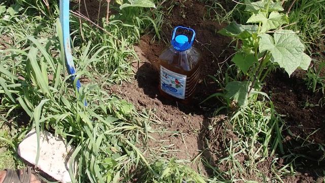 Эта ПОДКОРМКА   ОГУРЦАМ  и их будите собирать  МЕШКАМИ  каждый ДЕНЬ. Капельный полив на 7 дней.