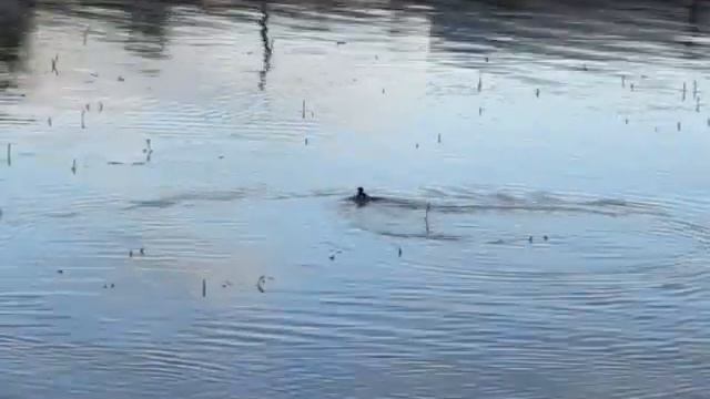 Ostankino Pond in Moscow 04.06.2012 смотреть онлайн