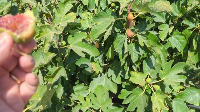 Ponte Tresa Fig Update - September 17, 2022 смотреть онлайн