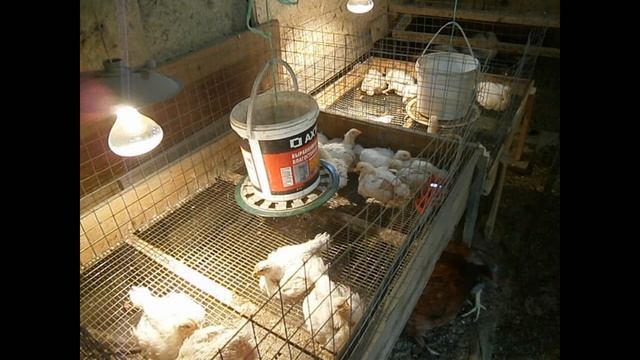 Как вырастить цыплят и бройлеров с нуля. Дезинфекция курятника смотреть онлайн