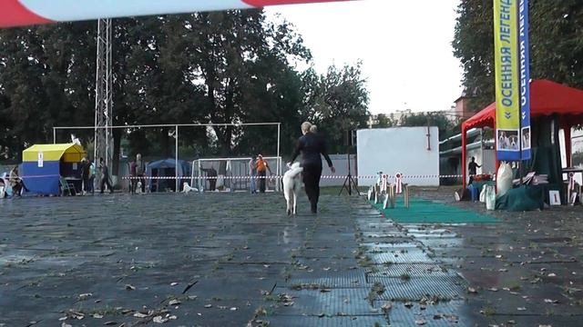 Выставка среднеазиатских овчарок "Осенняя Легенда - 2015" смотреть онлайн