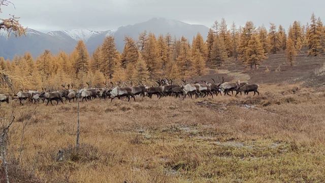 Почему у оленеводов не бывает толстых детей?