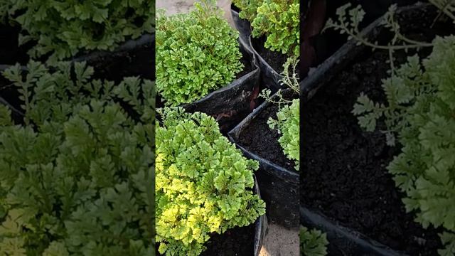 How To Grow Spike Moss? Its Care And Propagation