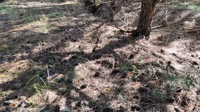 За грибами. Маслята прут в мае после дождей. Грибы 2023. смотреть онлайн