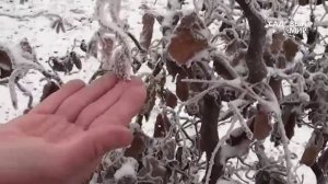 Кустарники для сада. Лещина Конторта. Сайт "Садовый мир"