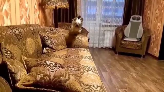 🐶Собака🐕 по кличке 🐶Микки🐕... смотреть онлайн