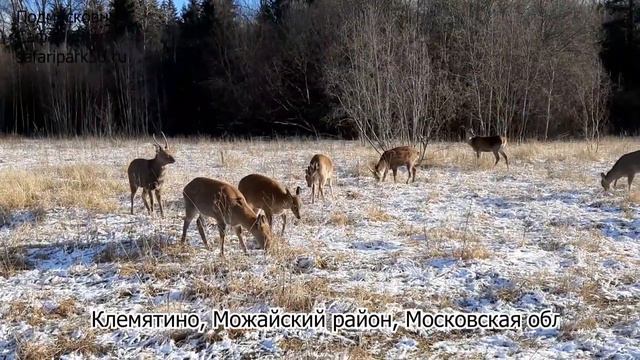 БЛАГОРОДНЫЕ И ПЯТНИСТЫЕ ОЛЕНИ К ЗИМЕ ГОТОВЫ смотреть онлайн