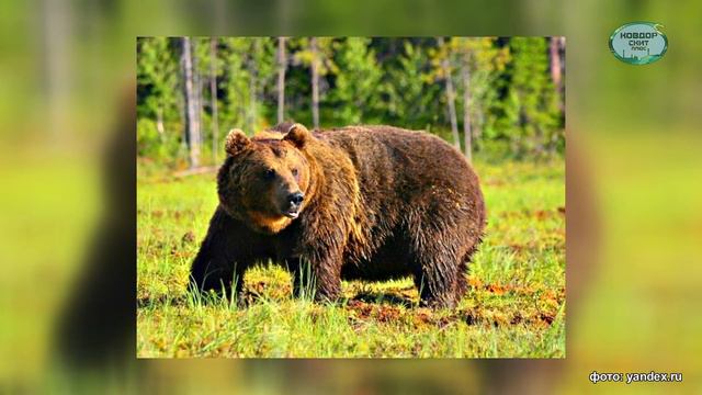 Судьба семьи Ковдорских медведей решена смотреть онлайн