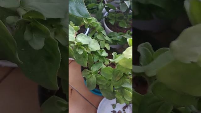 How and when to collect petunia flower seeds from the plant. смотреть онлайн